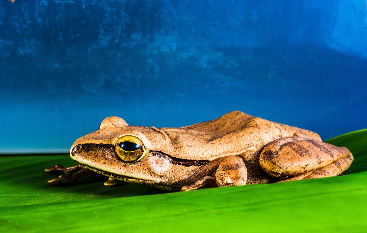 tree frog anuran frog free photo