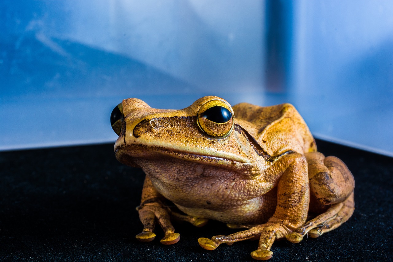 tree frog anuran frog free photo