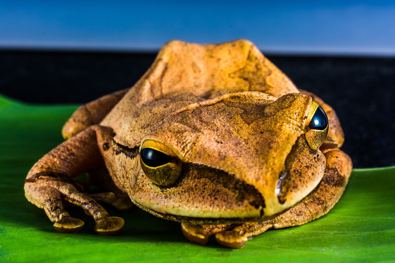 tree frog anuran frog free photo