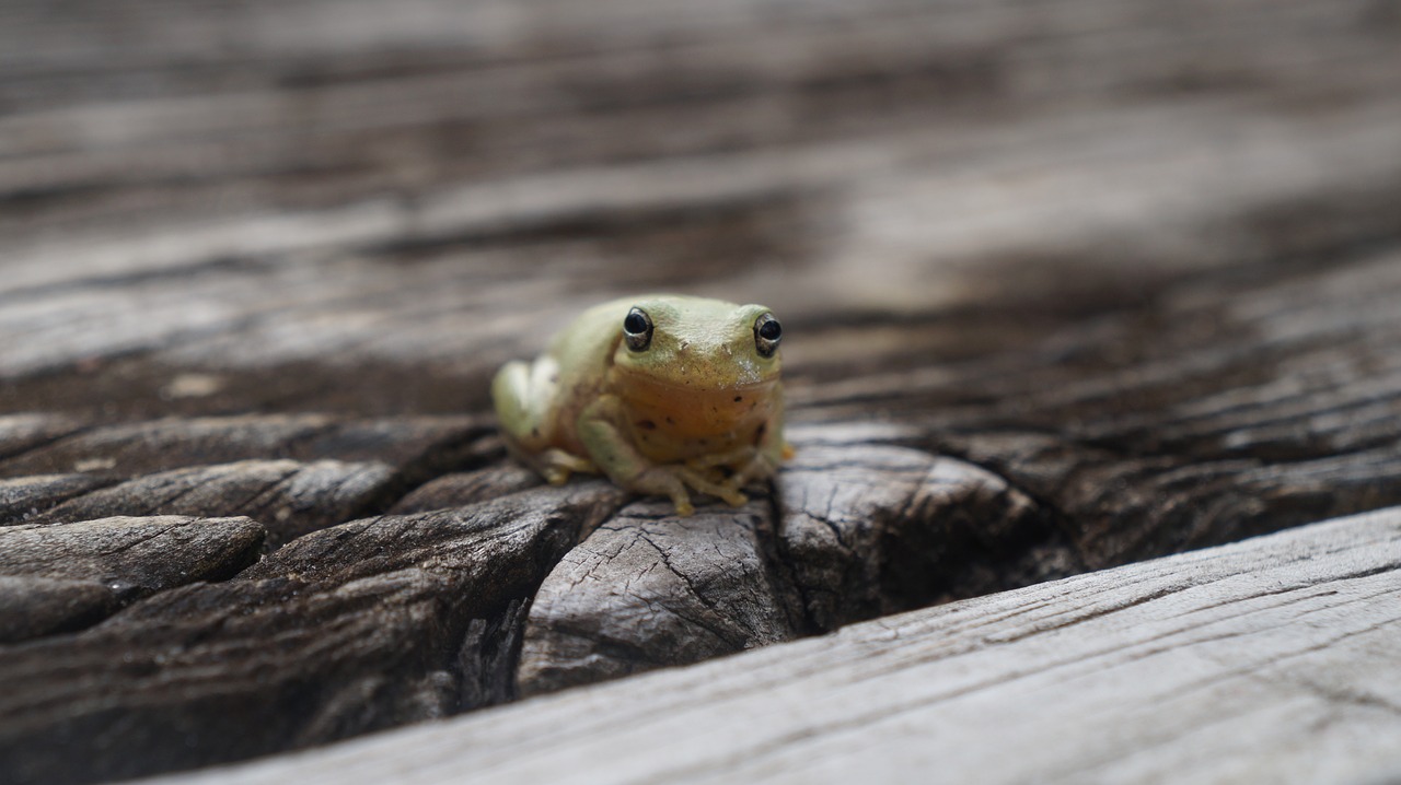 tree frog  frog  animal free photo