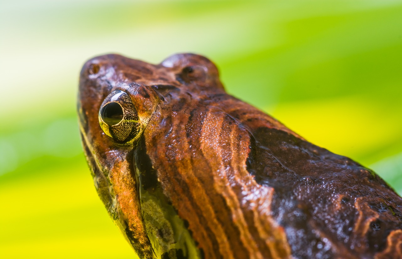 tree frog anuran frog free photo