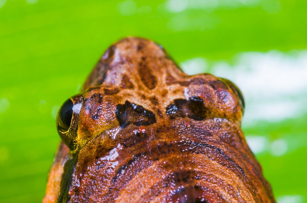 tree frog anuran frog free photo