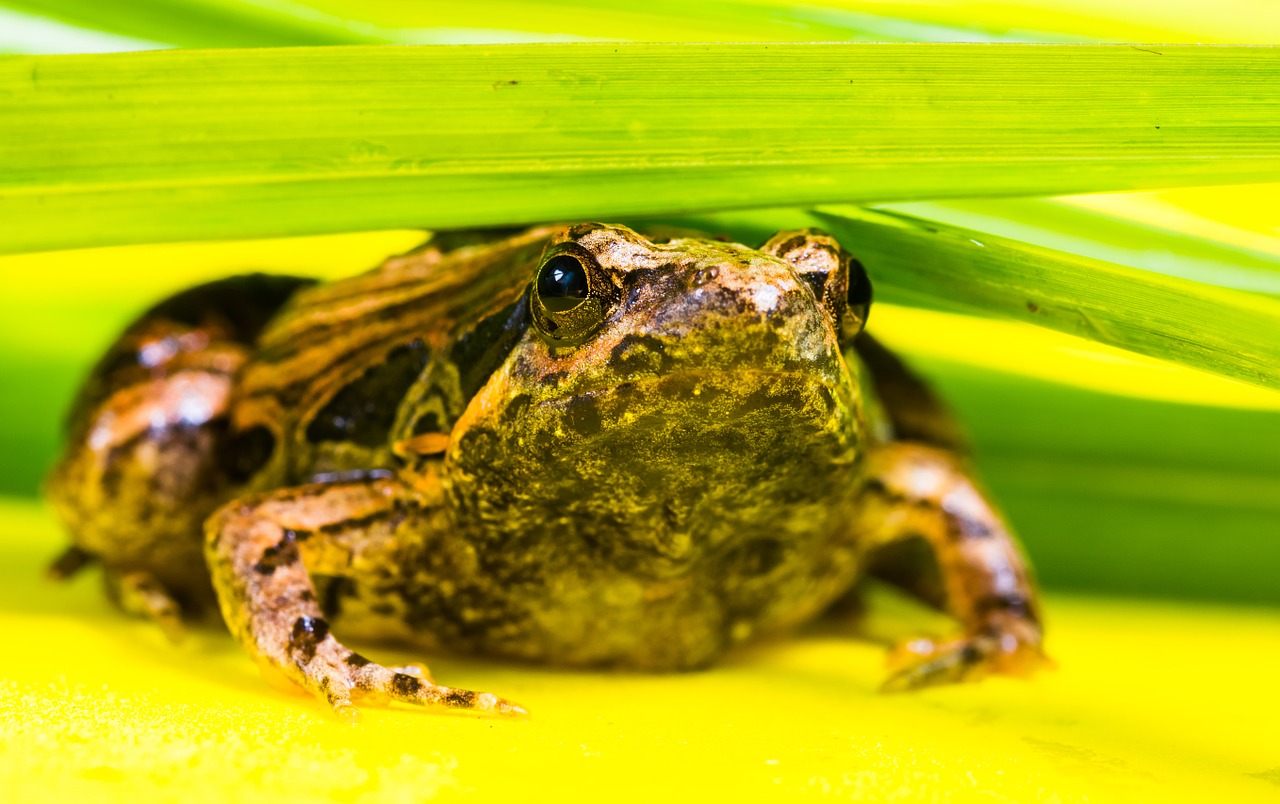 tree frog anuran frog free photo