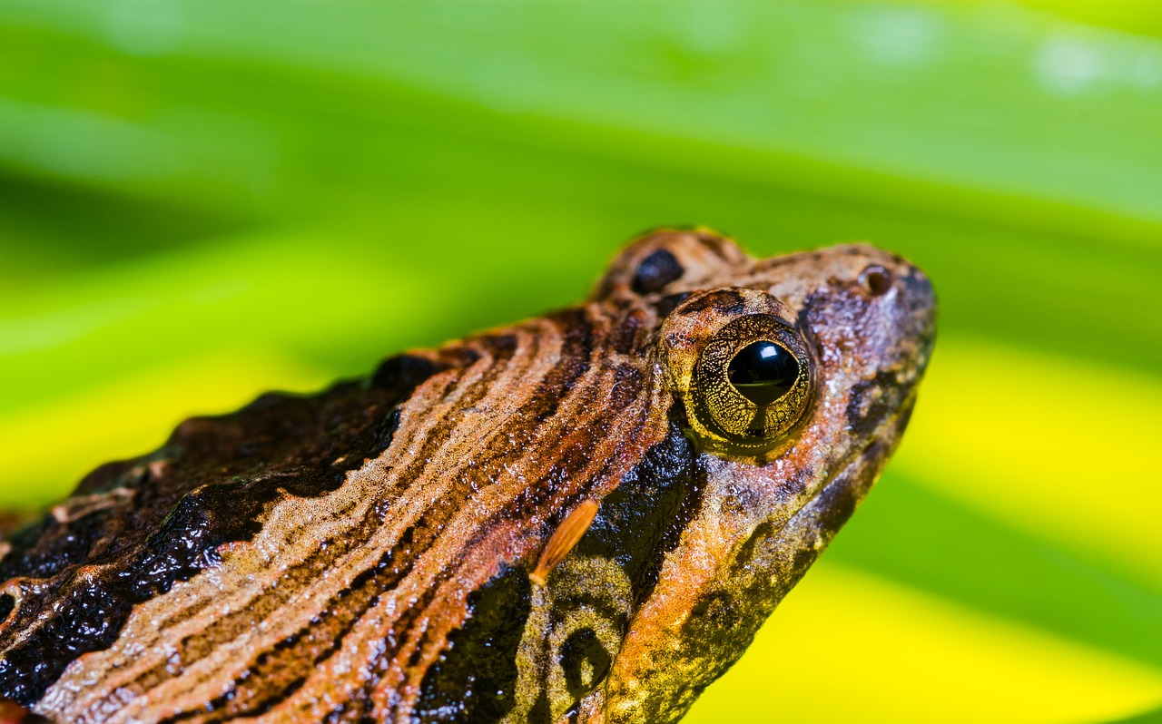 tree frog anuran frog free photo