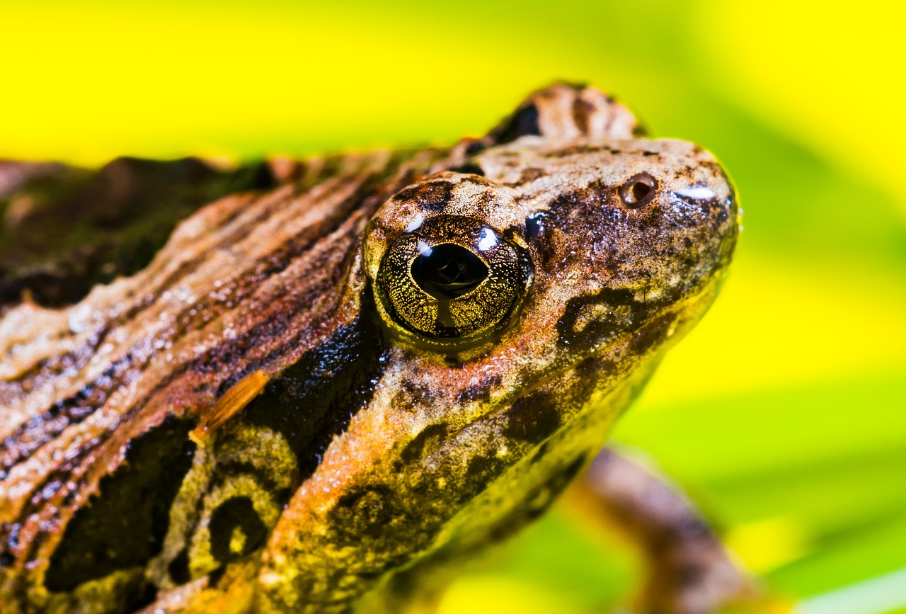 tree frog anuran frog free photo