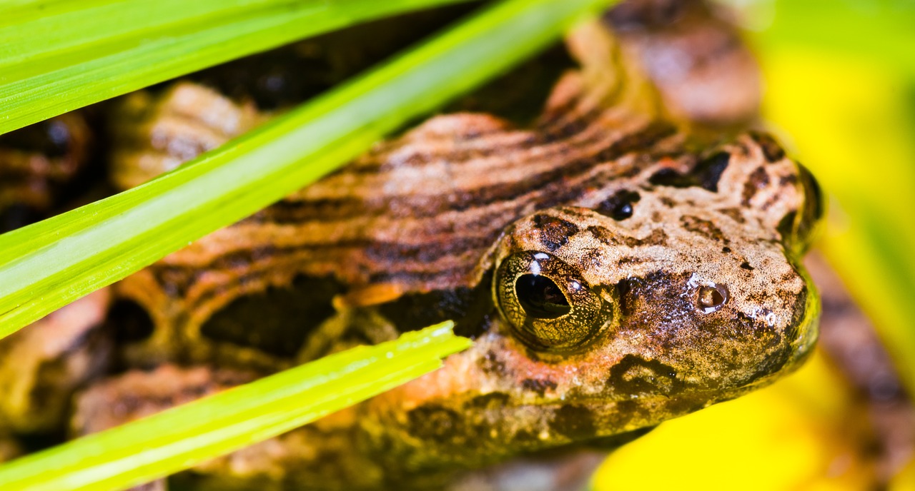 tree frog anuran frog free photo