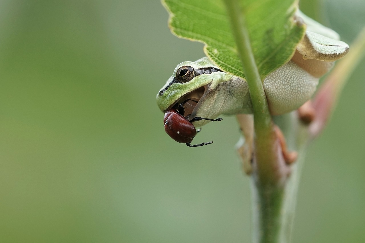 tree frog  frog  amphibian free photo