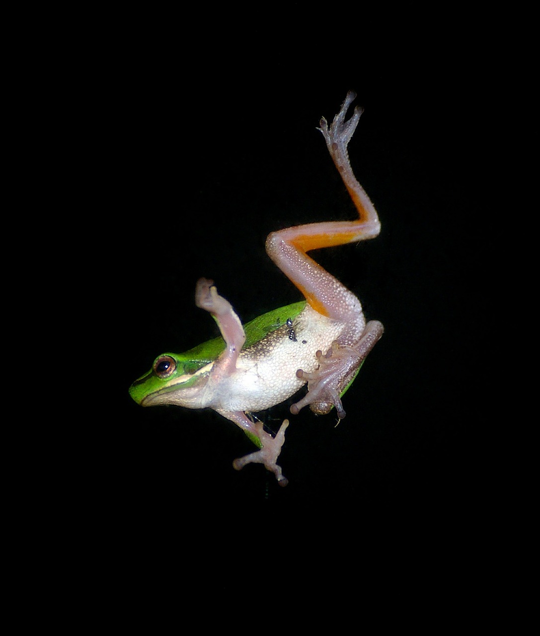 tree frog jump falling free photo