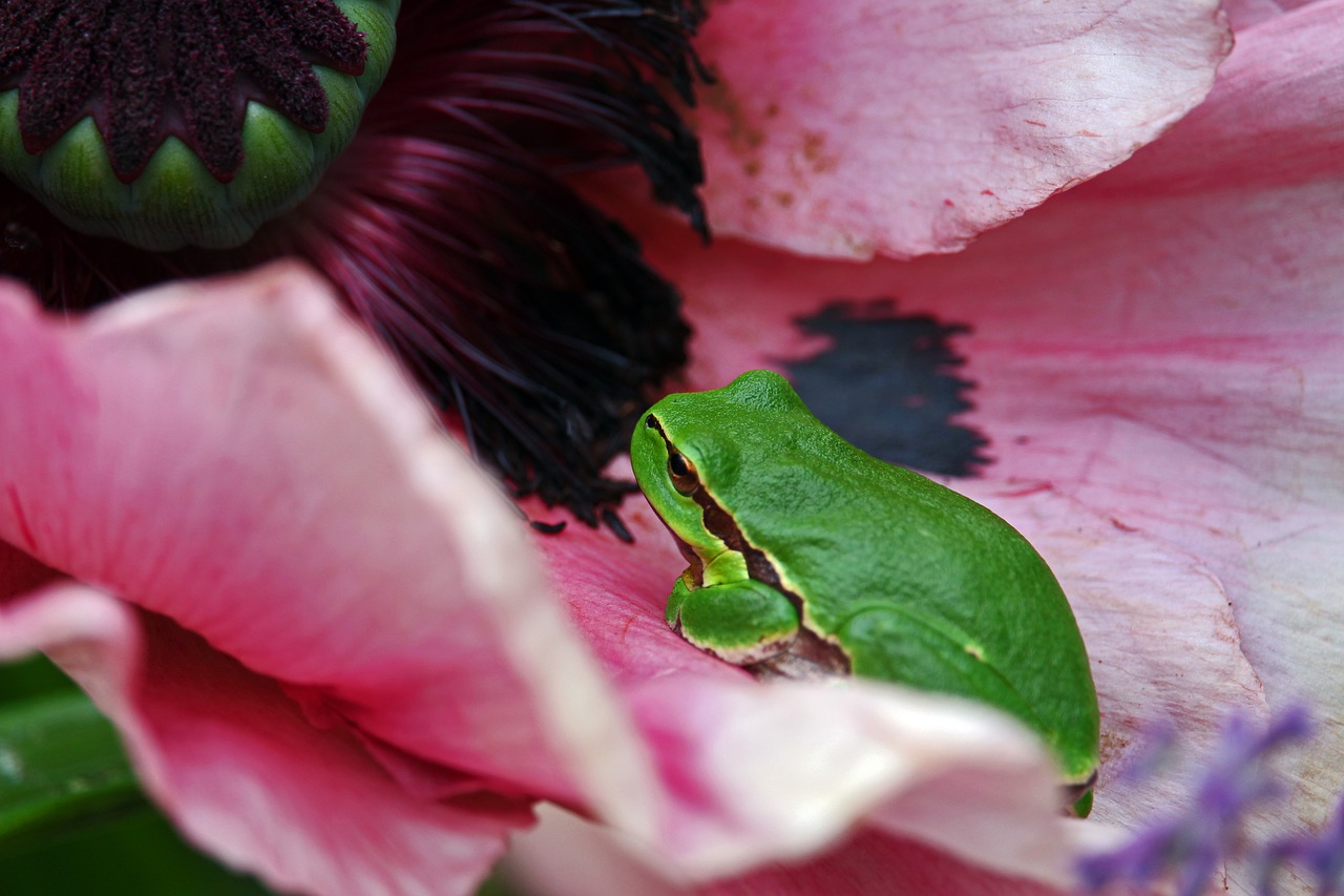 Tree frog, frog, green frog, poppy, amphibians - free image from ...