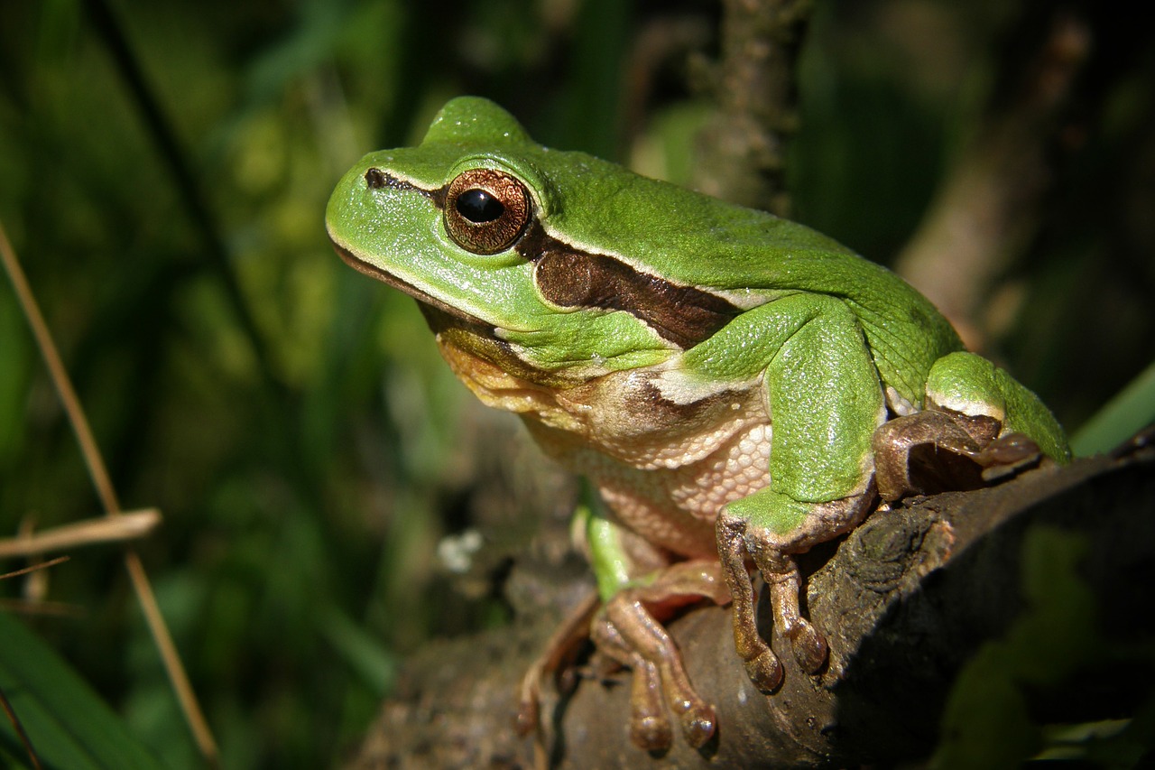tree-frog frog nature free photo