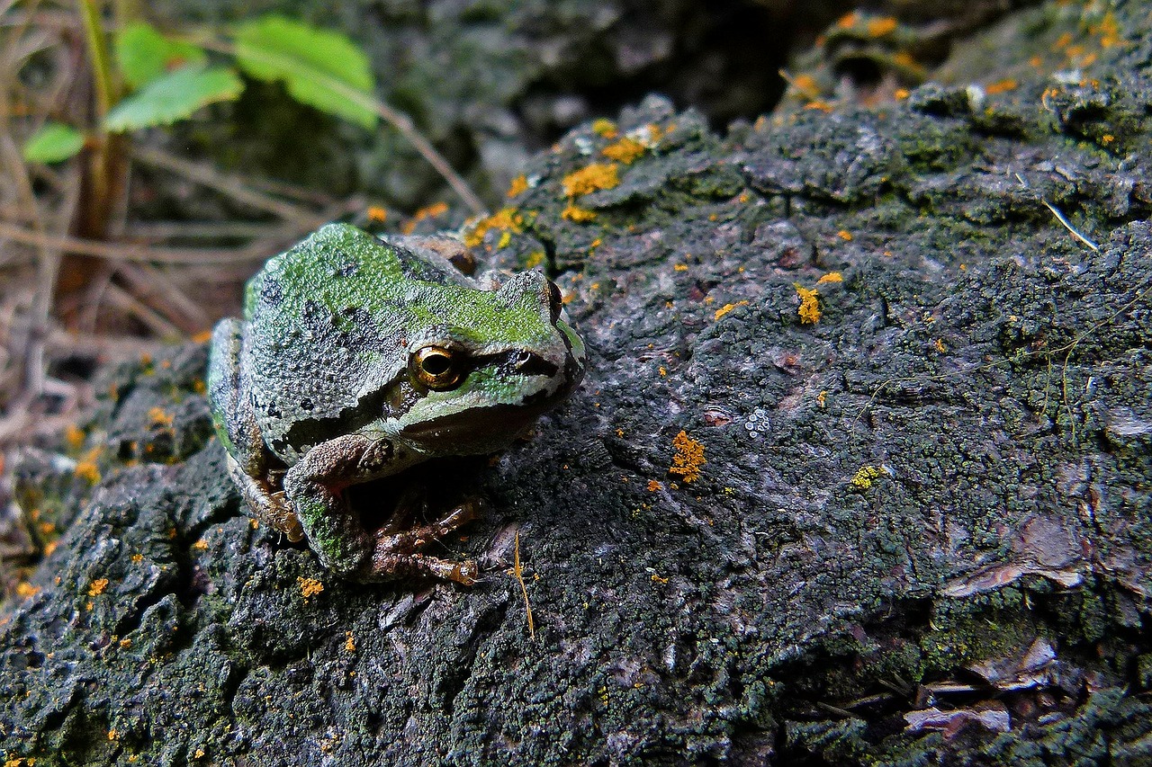tree frog animal amphibian free photo
