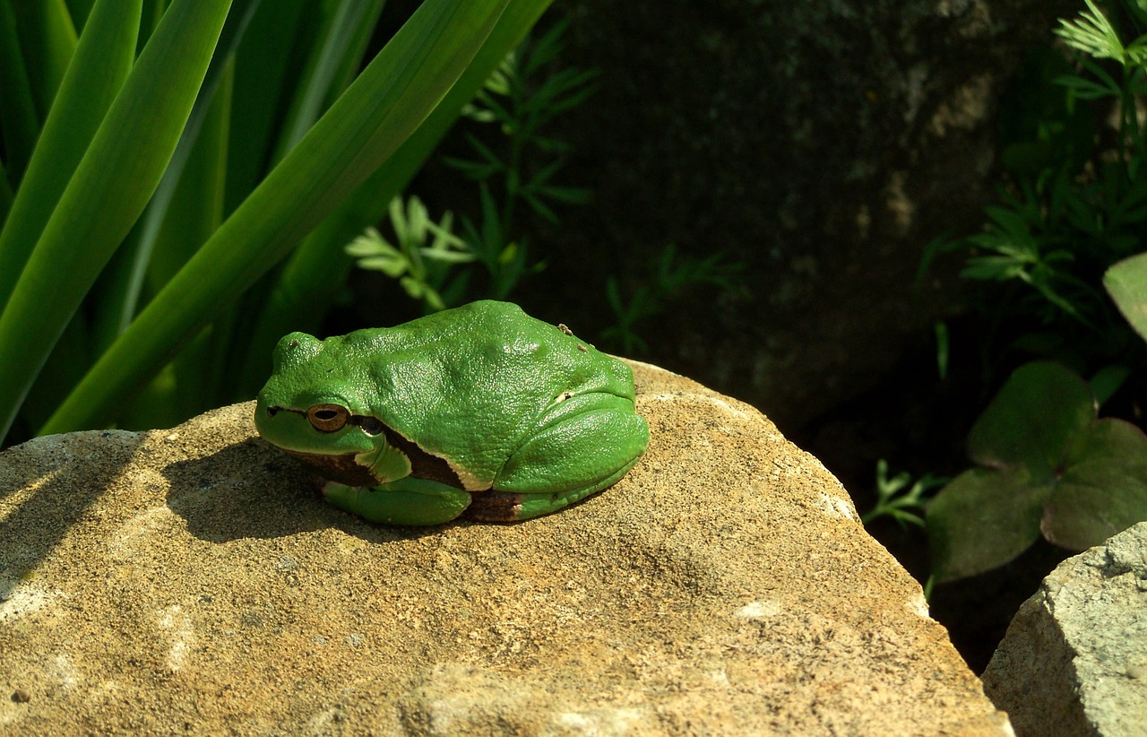 tree frog green nature free photo