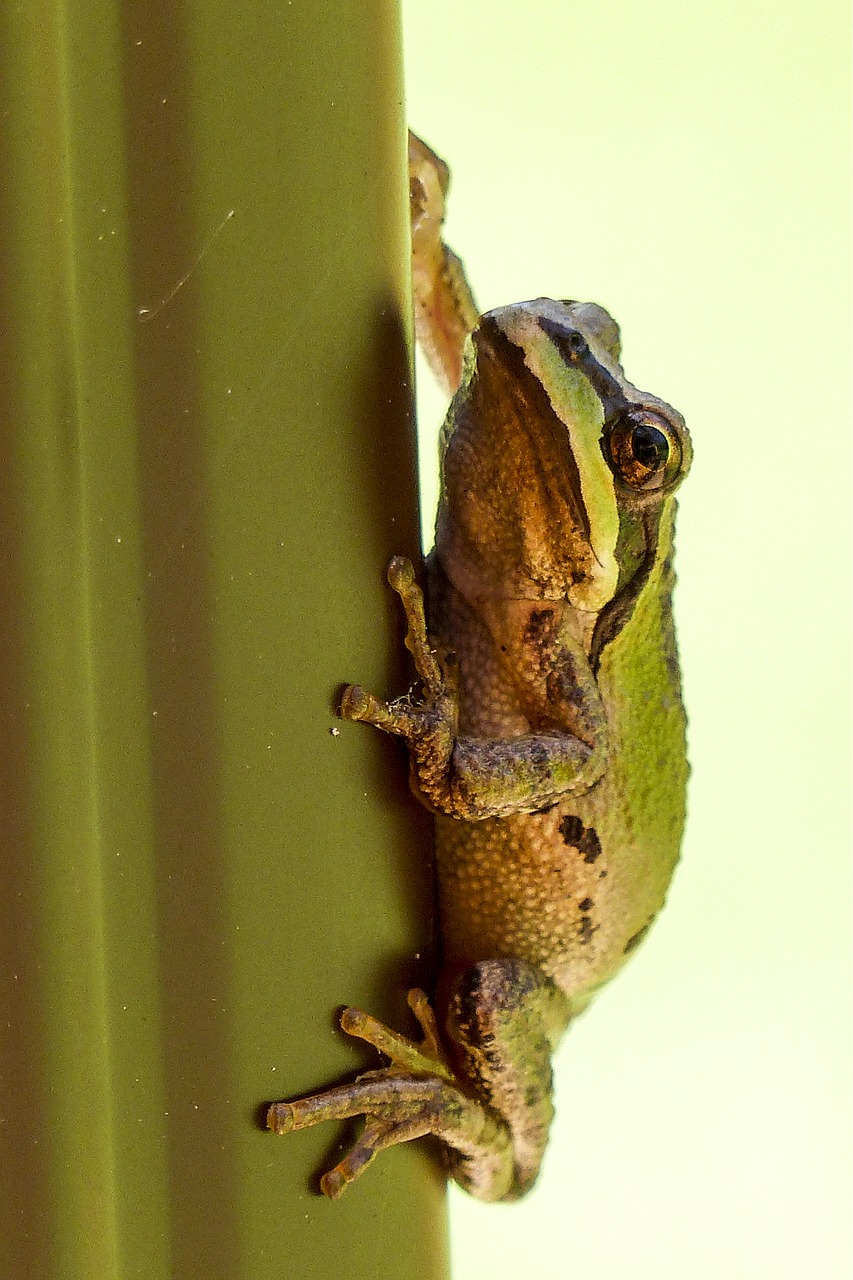 tree frog hanging clued free photo
