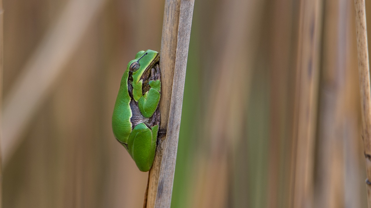 tree frog green frog tree-frog free photo