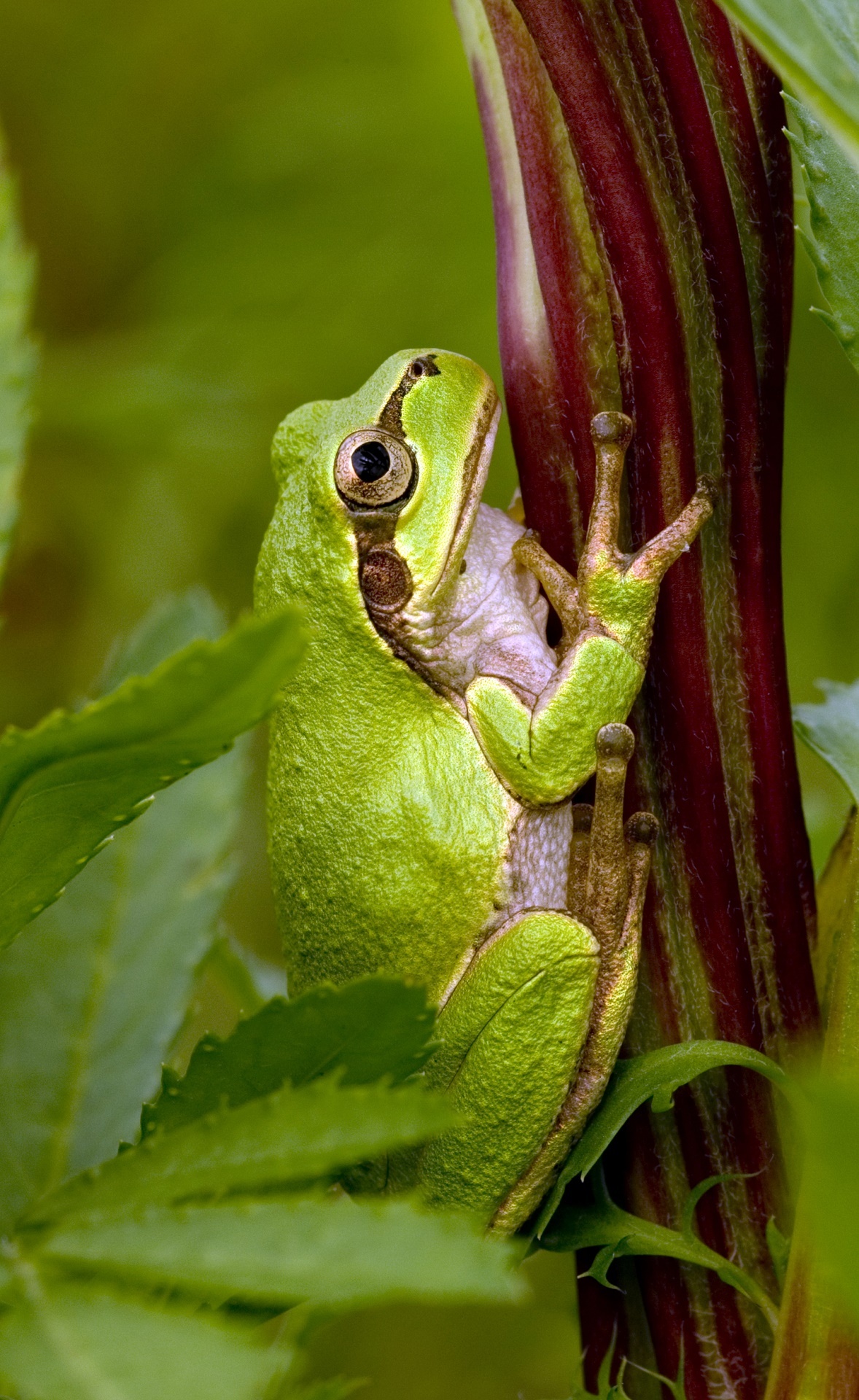 frog japanese macro free photo