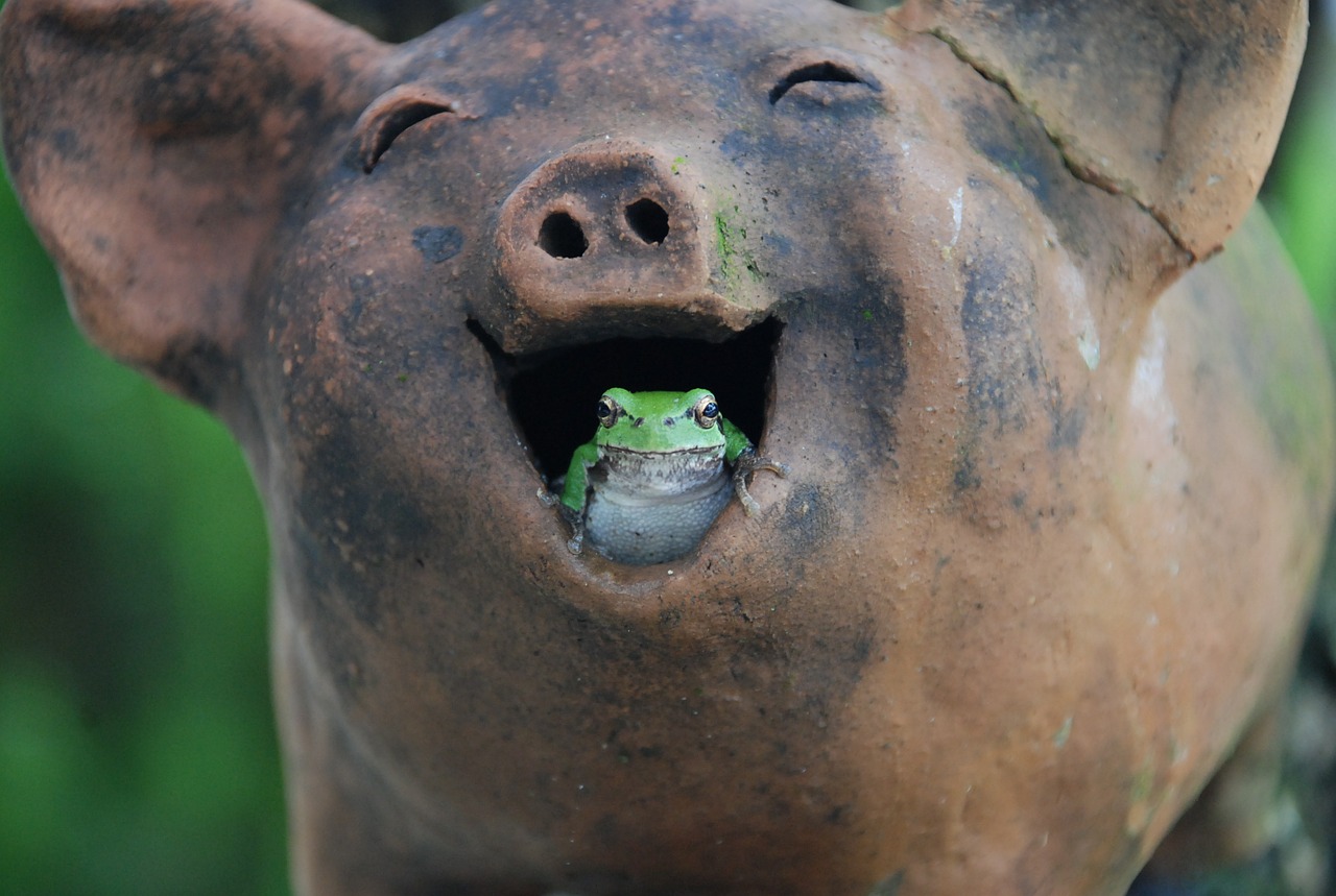 tree frogs pig laughter free photo