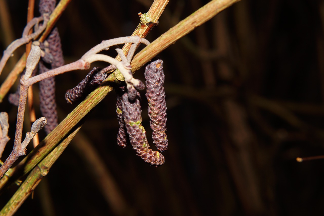 tree fruit birch flower branch free photo