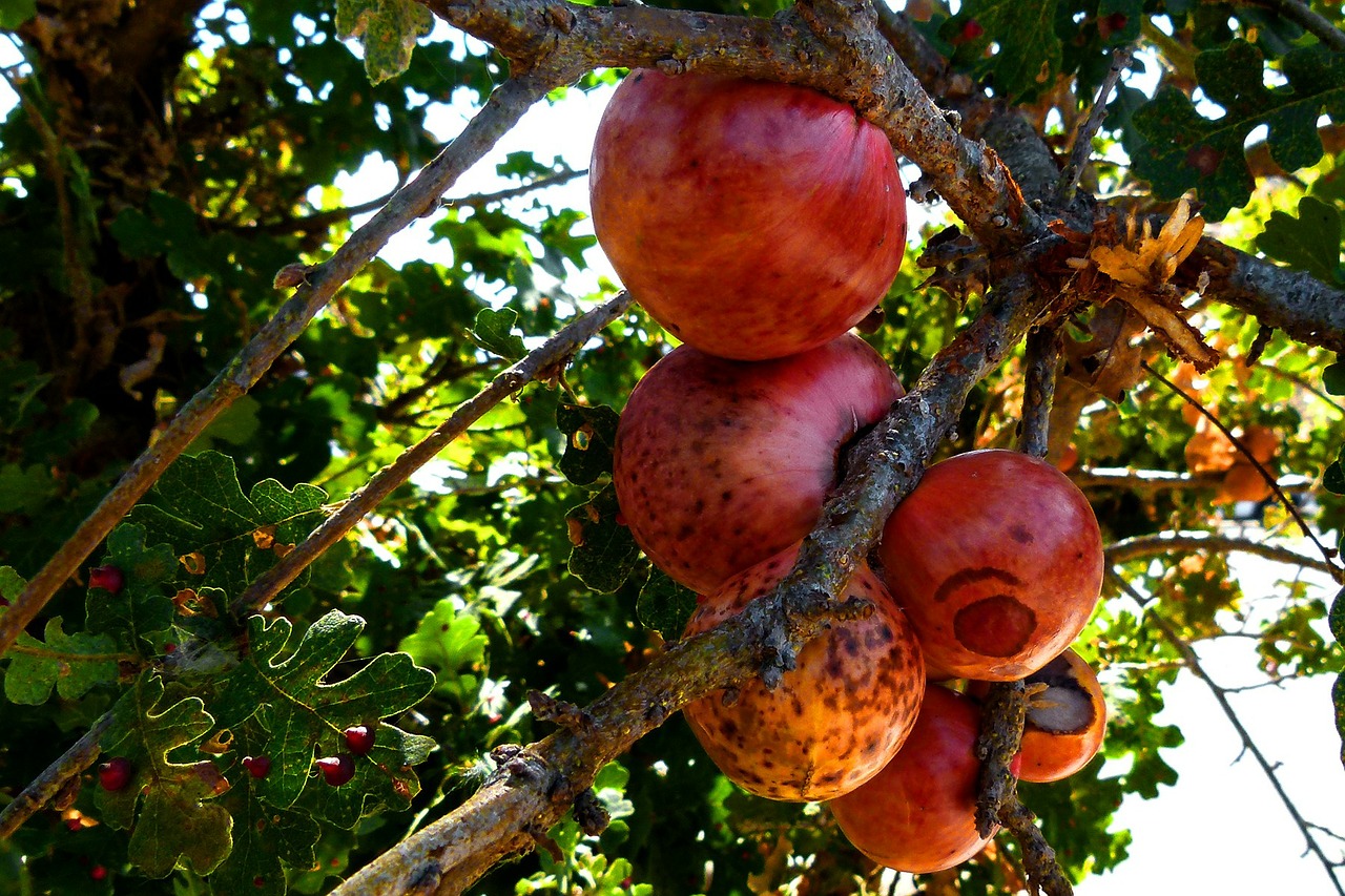 tree fruit fruit red free photo