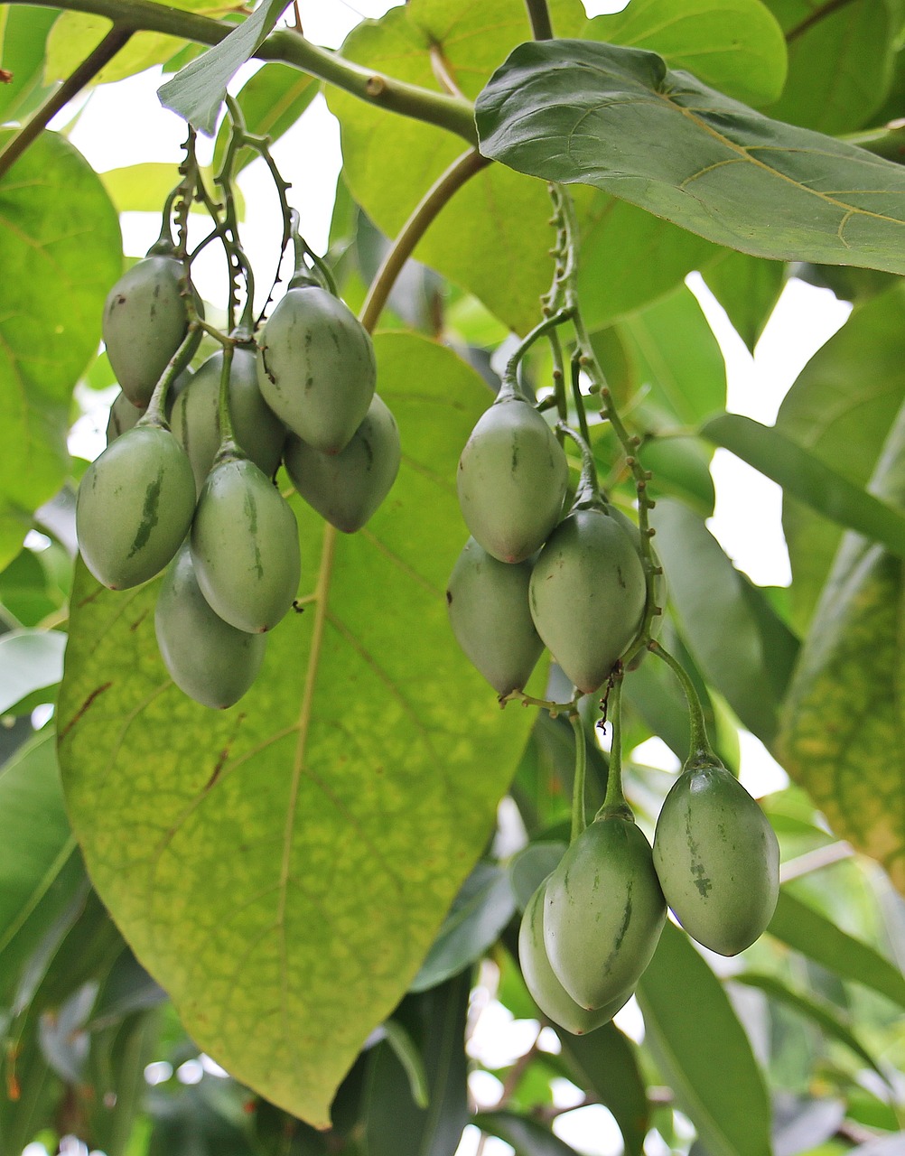 tree fruits tree nature free photo