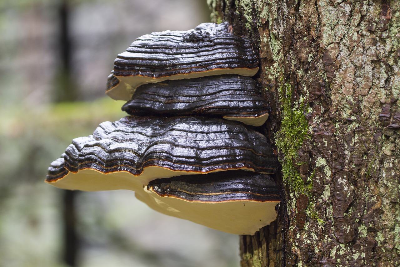 tree fungi mushroom moss free photo