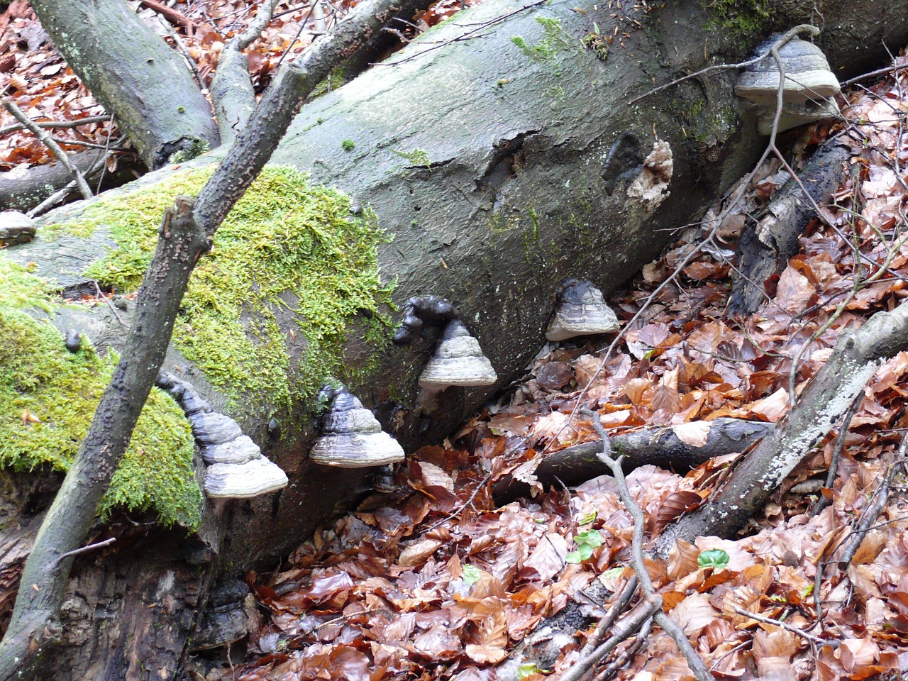 tree fungi forest mushrooms free photo