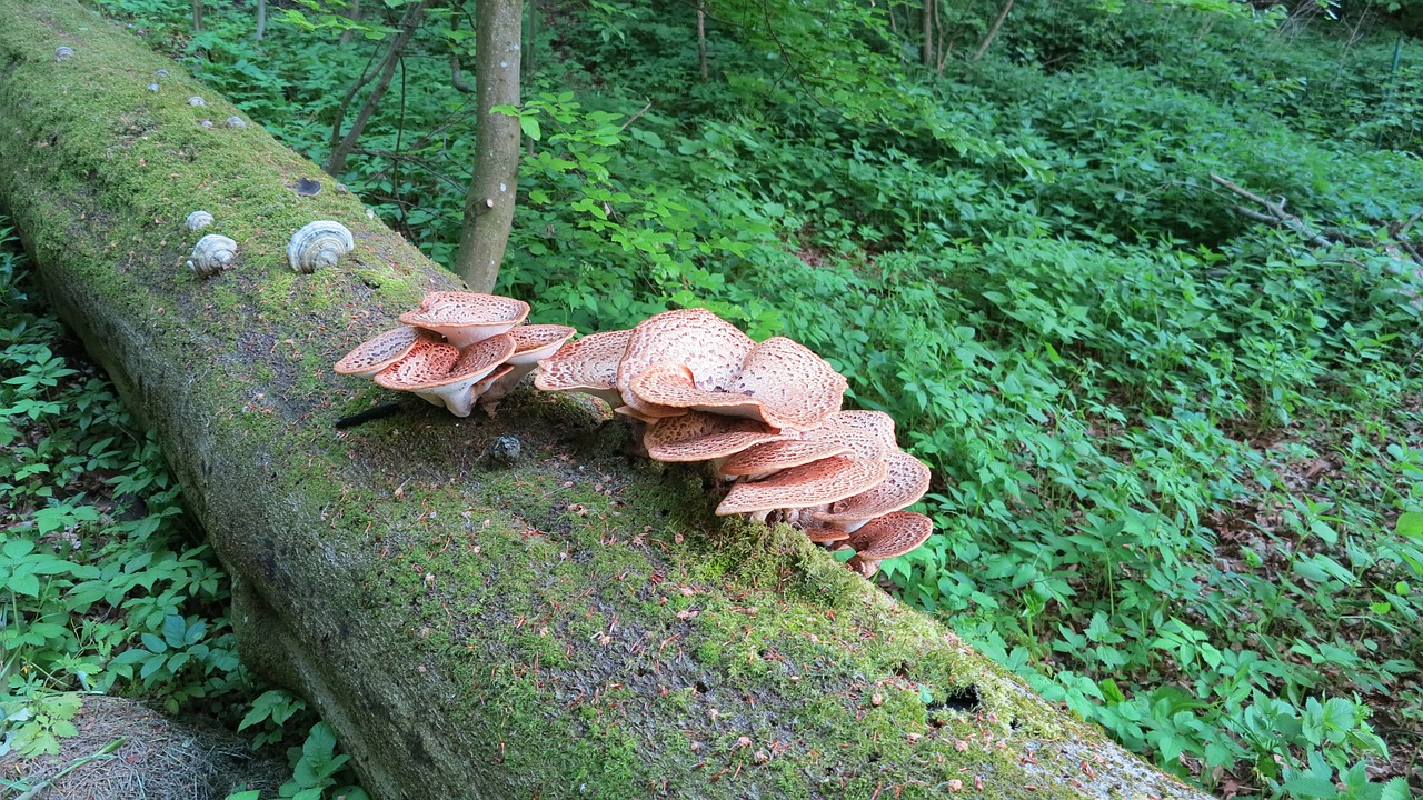 tree fungi beech forest free photo