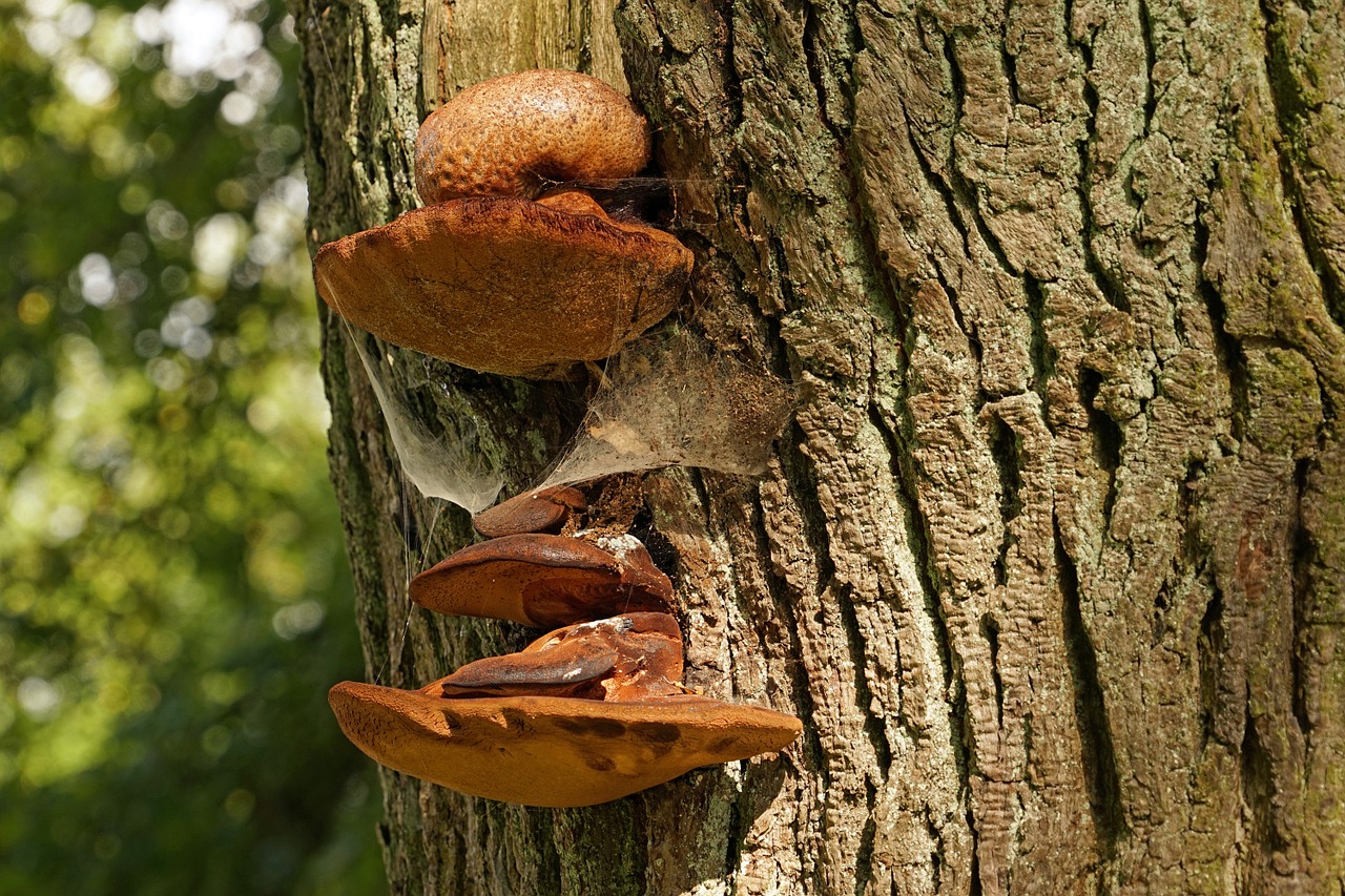 tree fungus mushrooms mushrooms on tree free photo