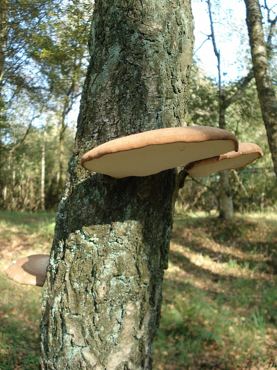 tree fungus mushroom nature free photo