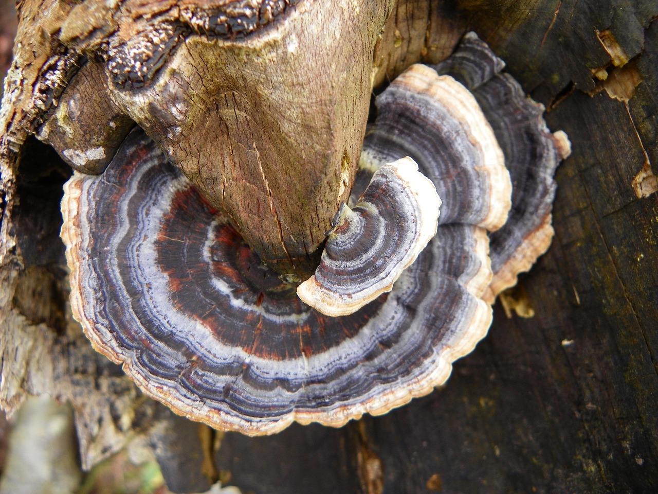 tree fungus tree fungus free photo