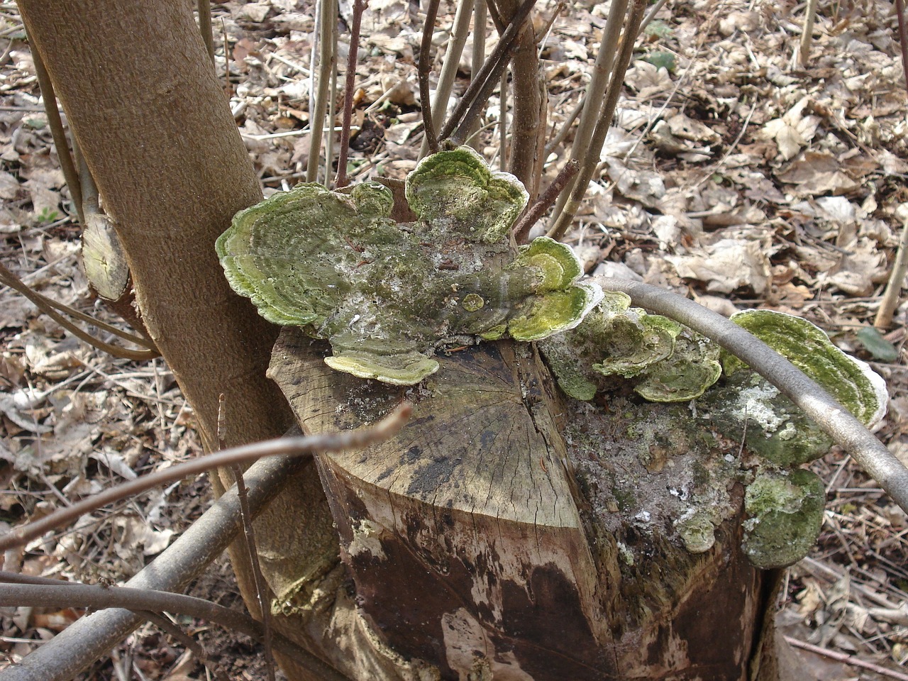 tree fungus nature mushrooms free photo