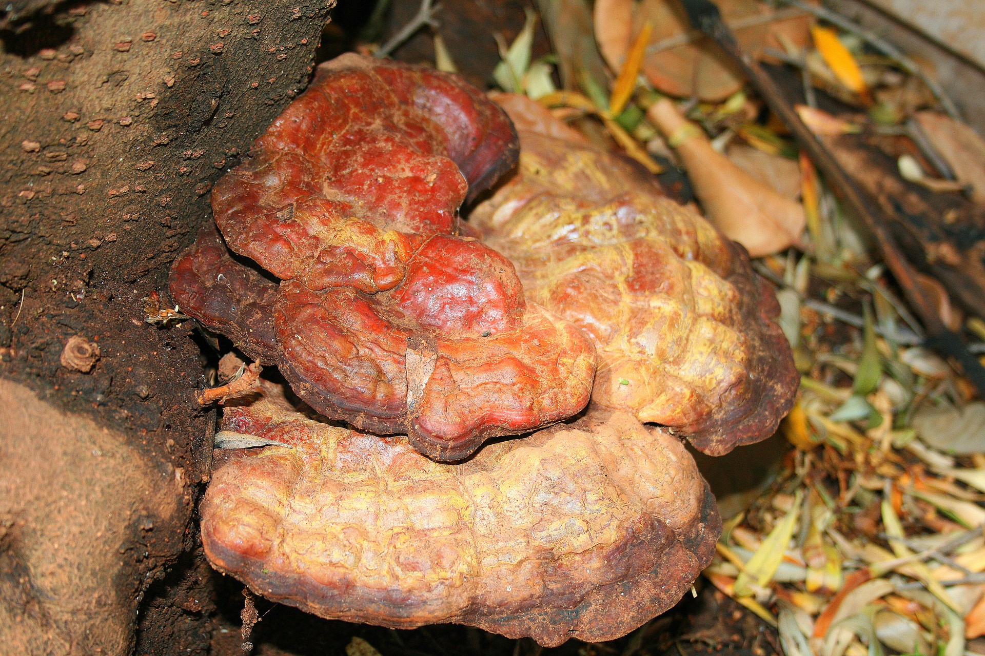 fungus tree wedge rust free photo
