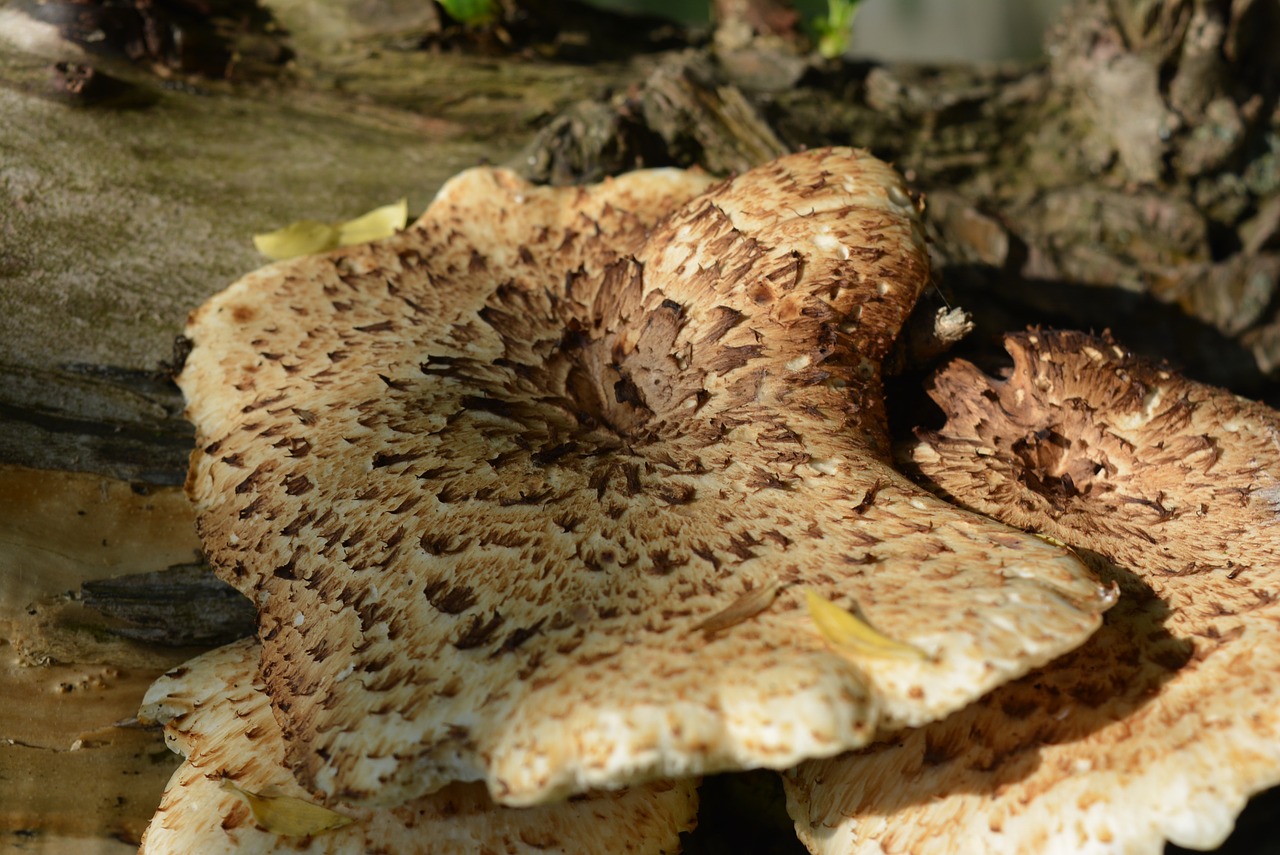 tree fungus mushroom mushrooms on tree free photo