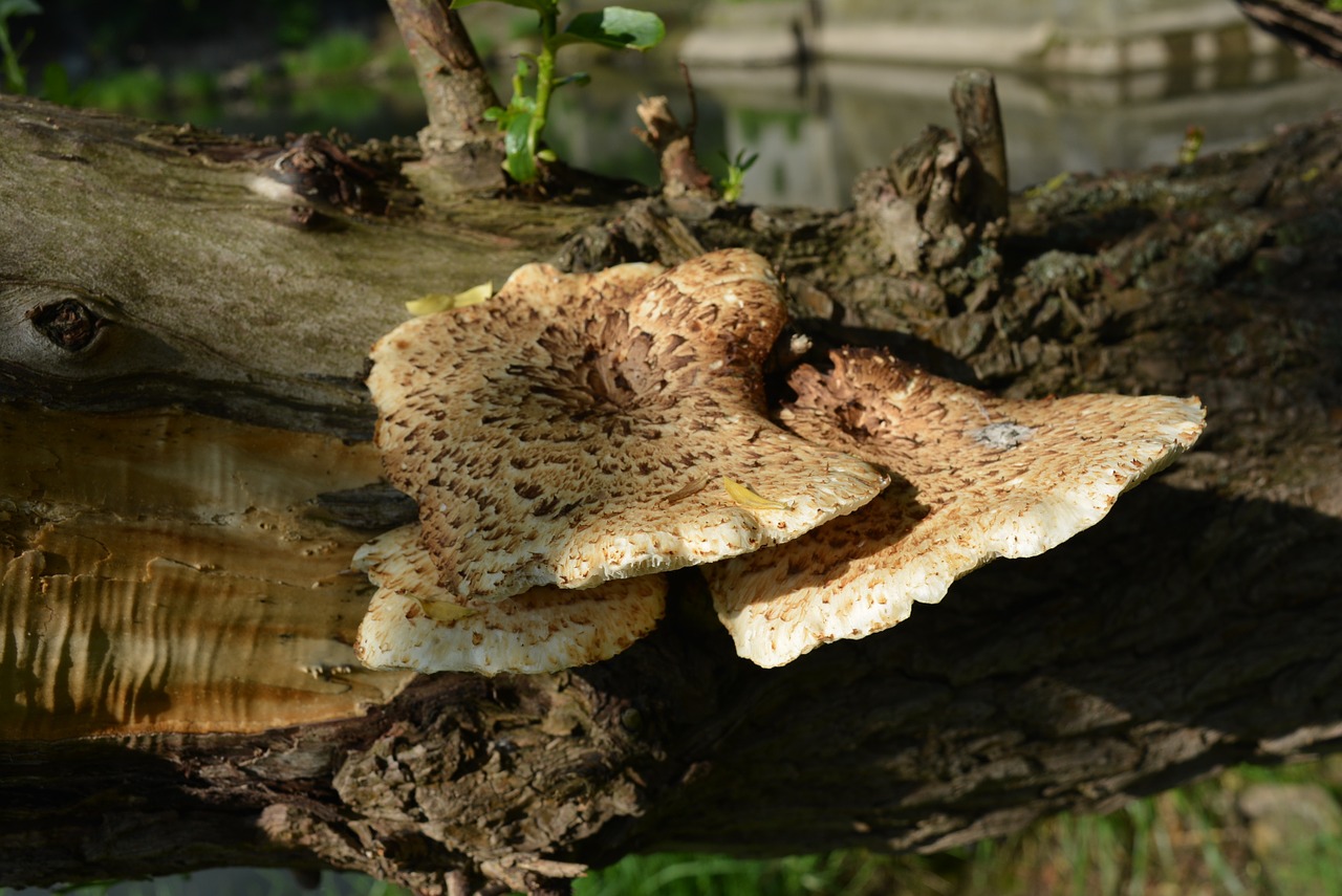 tree fungus mushroom mushrooms on tree free photo