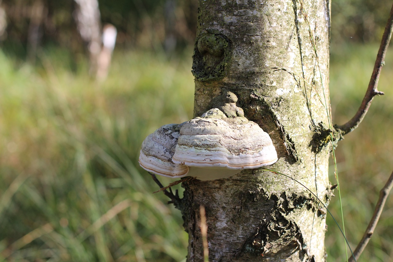 tree fungus mushroom tree free photo