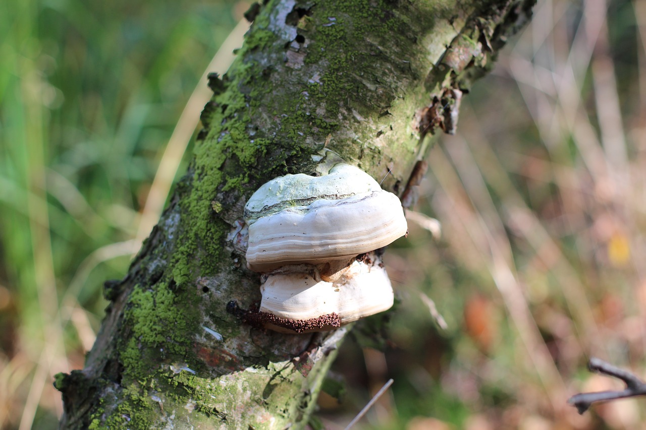 tree fungus mushroom log free photo