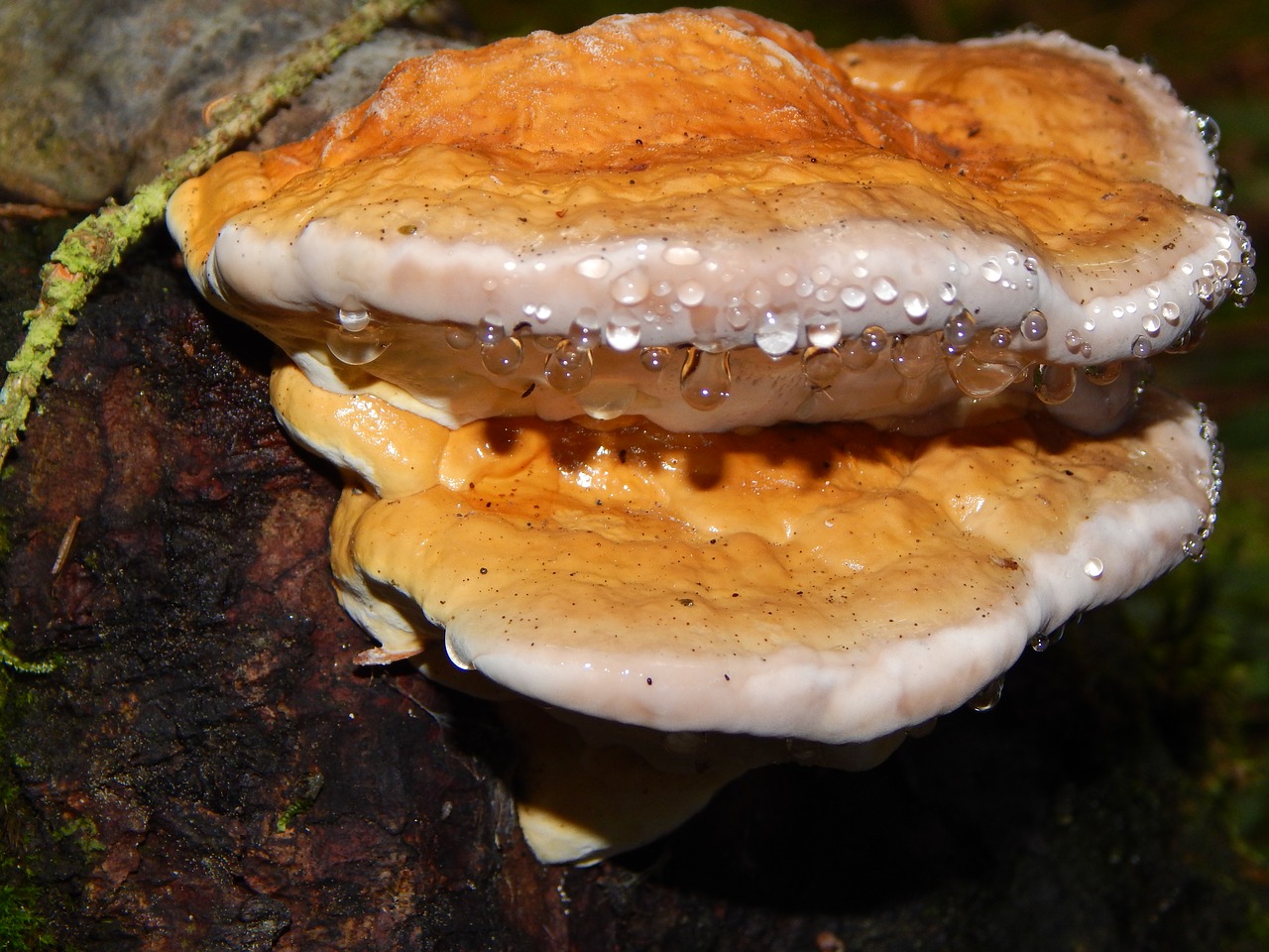 tree fungus mushroom forest free photo