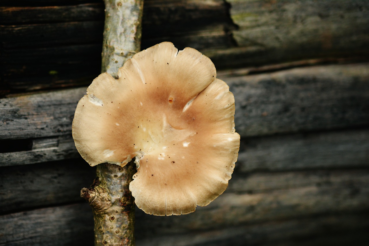 tree fungus mushroom mushrooms on tree free photo