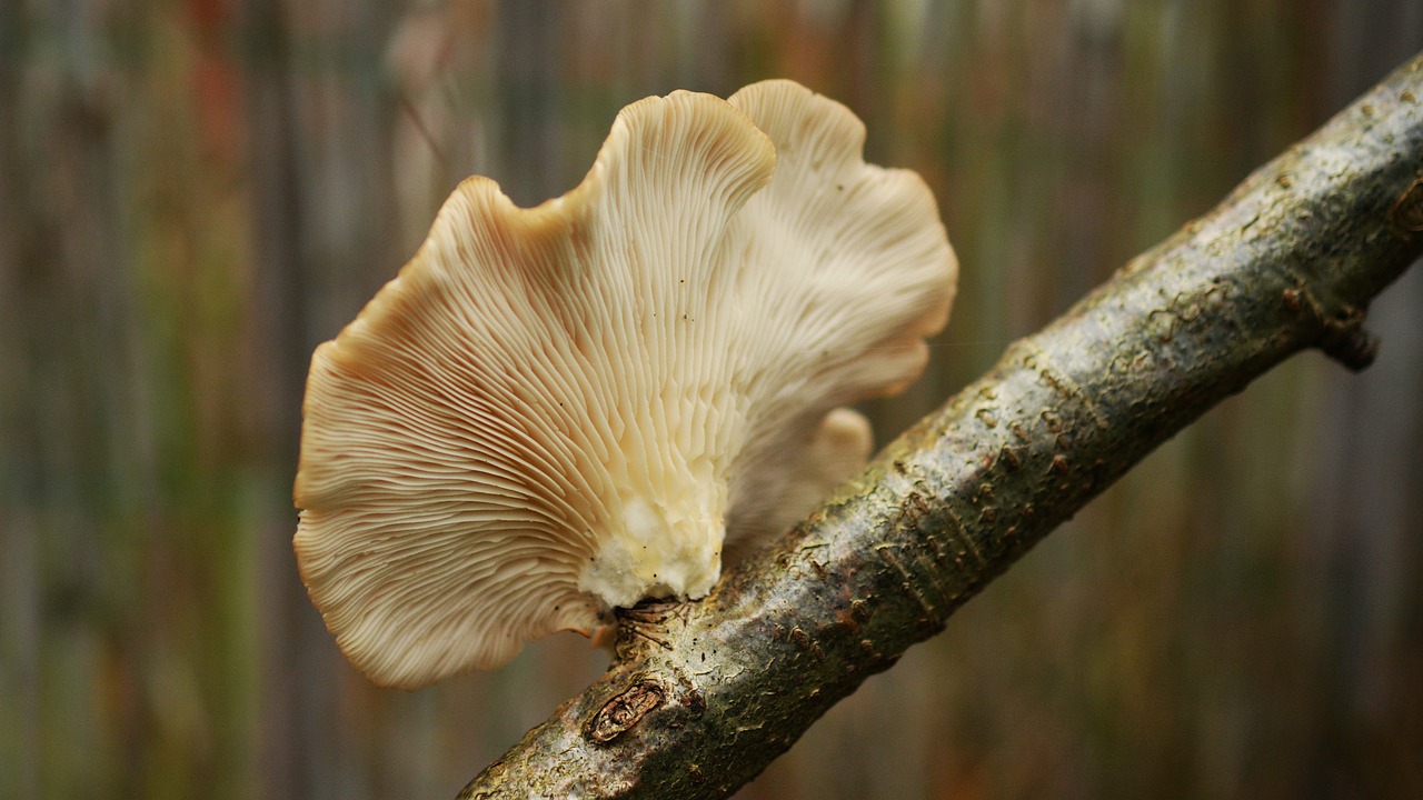 tree fungus mushroom mushrooms on tree free photo