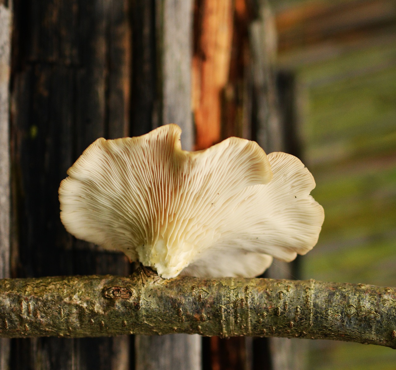 tree fungus mushroom mushrooms on tree free photo