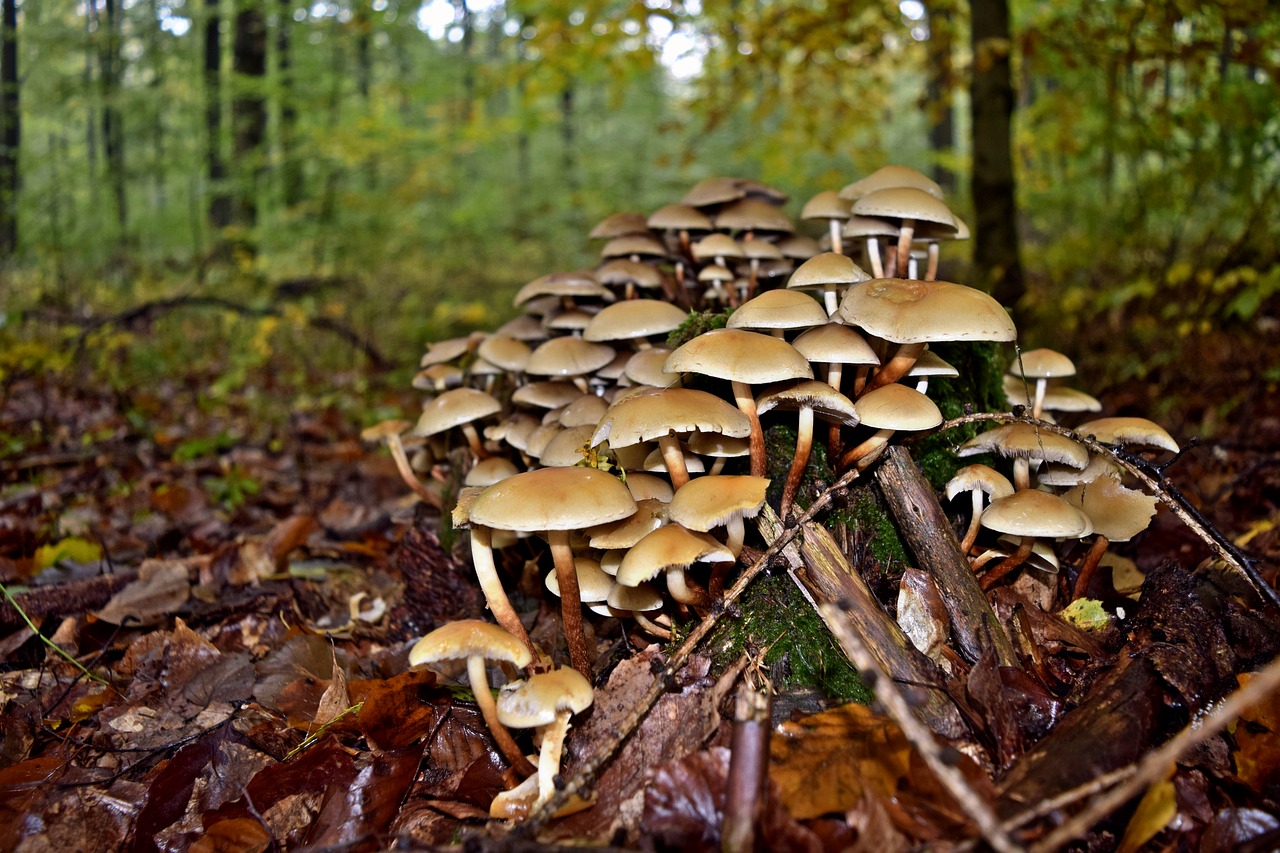 tree fungus autumn tribe free photo