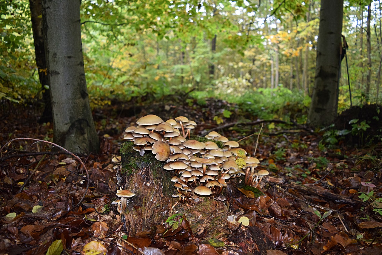 tree fungus autumn tribe free photo