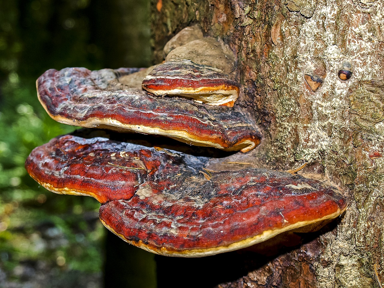 tree fungus mushroom nature free photo