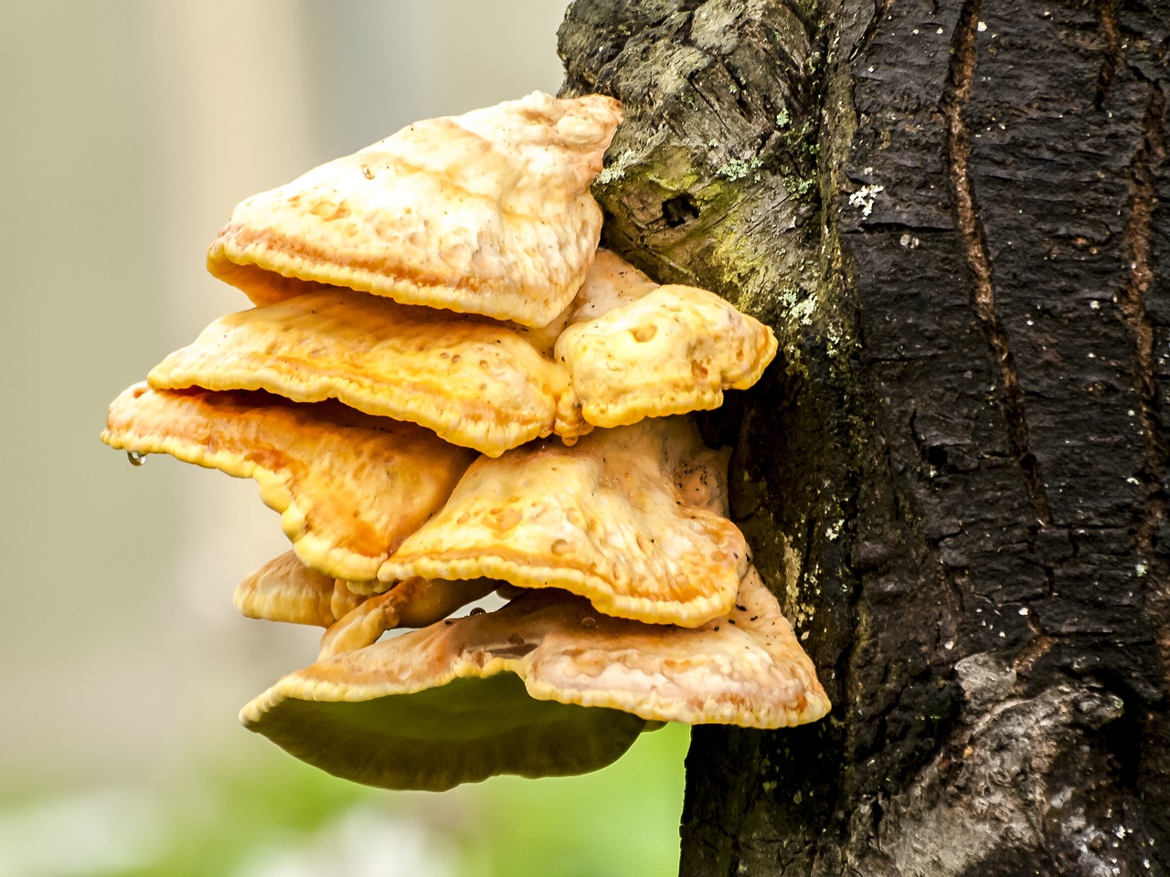 tree fungus mushroom log free photo