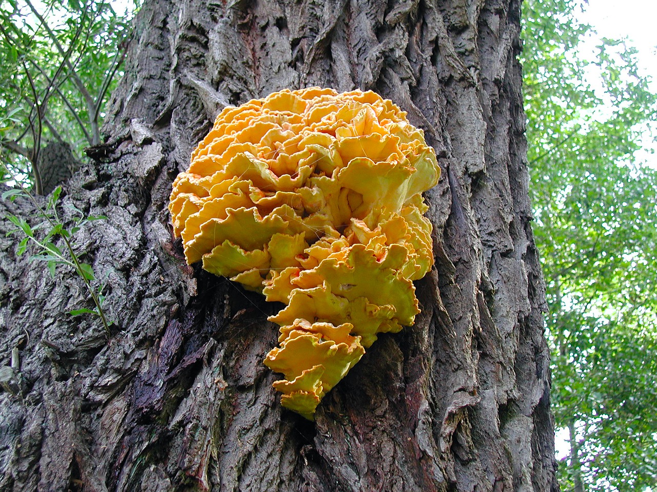 tree fungus mushroom tree free photo