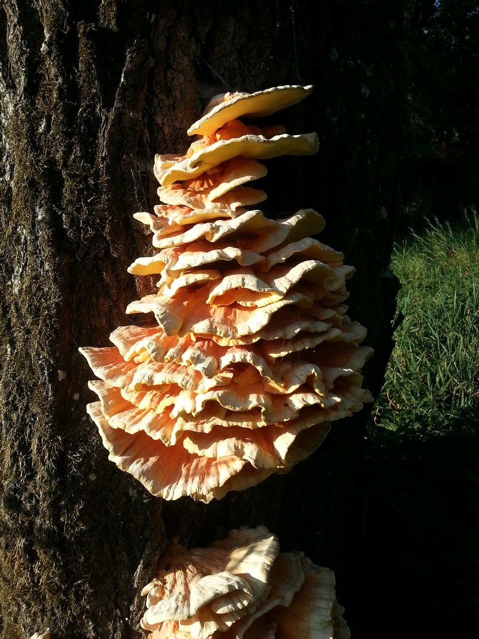 tree fungus mushrooms on tree baumschwamm free photo