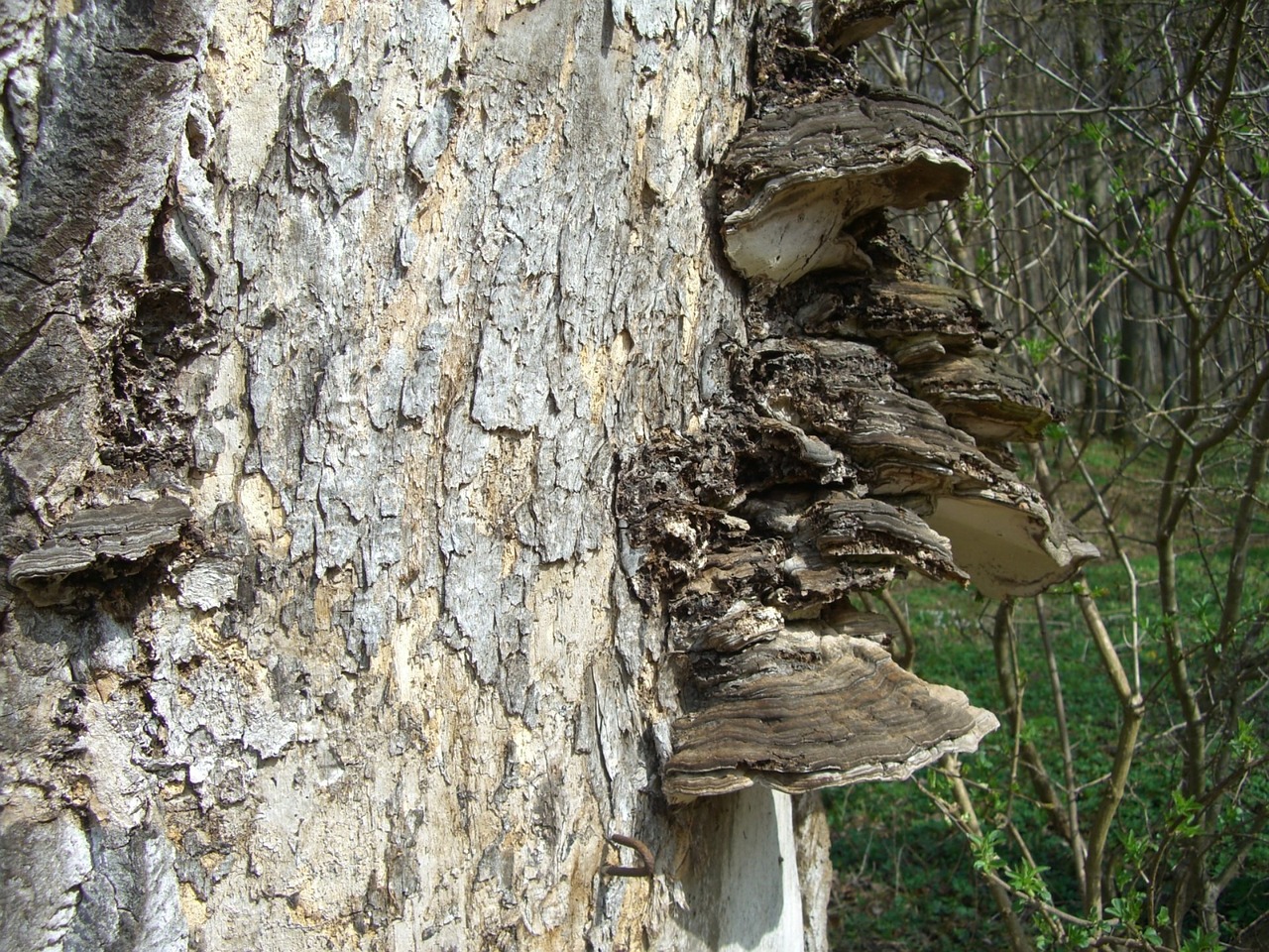 tree fungus baumschwamm log free photo