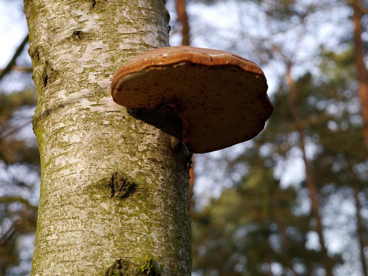 tree fungus tree mushroom free photo