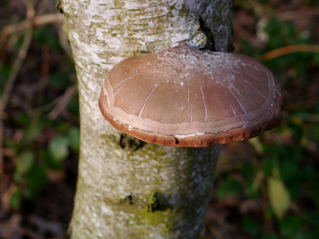 tree fungus tree mushroom free photo