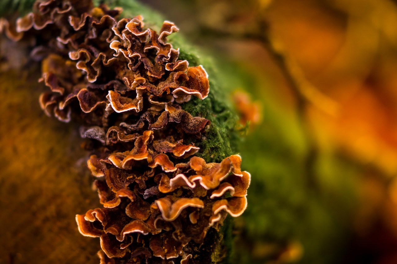 tree fungus mushroom nature free photo