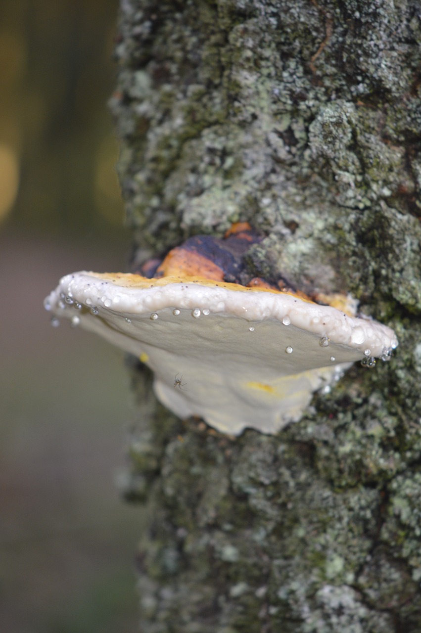 tree fungus drop of water forest free photo